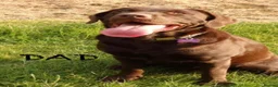 Labrador Retriever dogs for sale: Beautiful KC Chocolate Labrador Retriever Puppies - Advert 11
