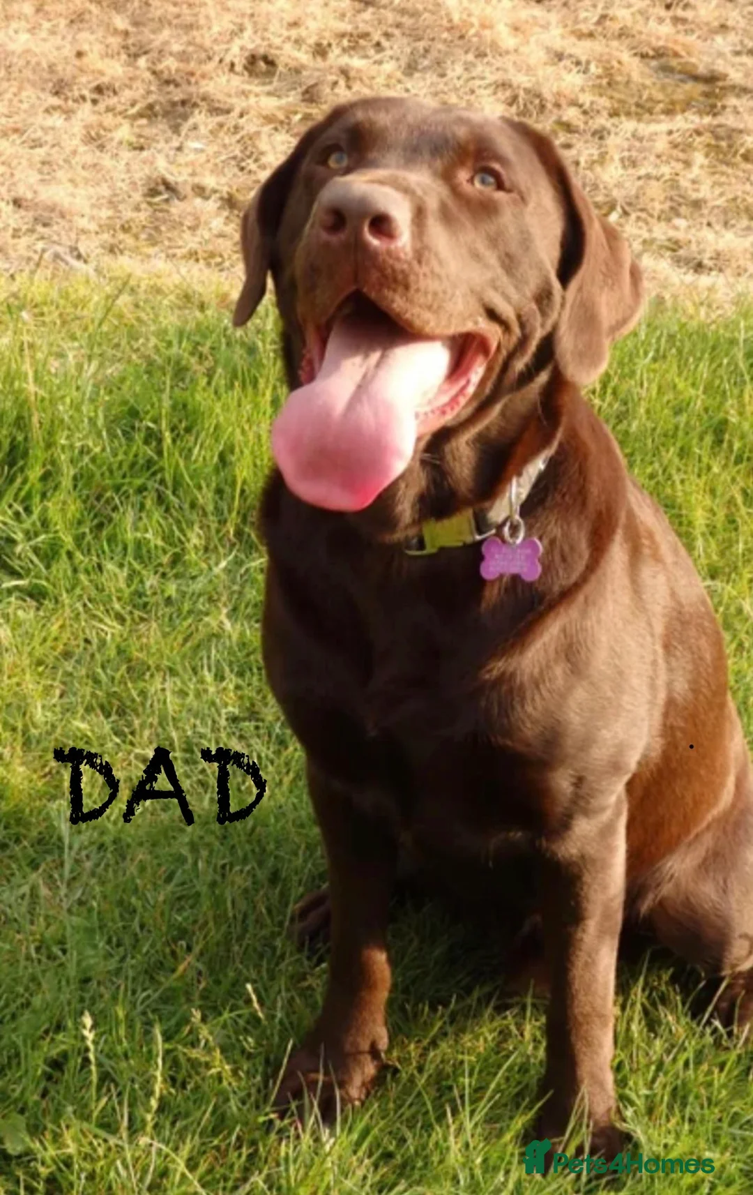 Labrador Retriever dogs for sale: Beautiful KC Chocolate Labrador Retriever Puppies - Advert 11