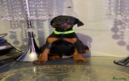 Dobermann dogs for sale: Gorgeous Eu**an Dobermann Puppies - Image 10