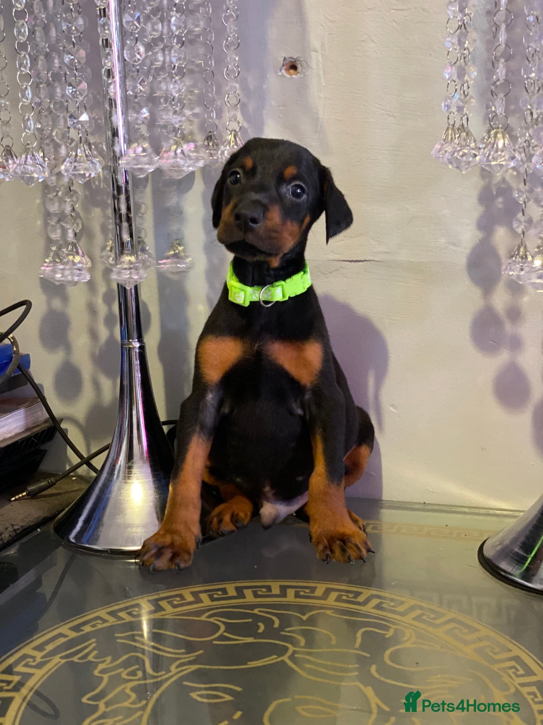Dobermann dogs for sale: Gorgeous Eu**an Dobermann Puppies - Image 10