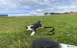 Border Collie dogs for sale: Four Female Border Collie Puppies  - Image 6