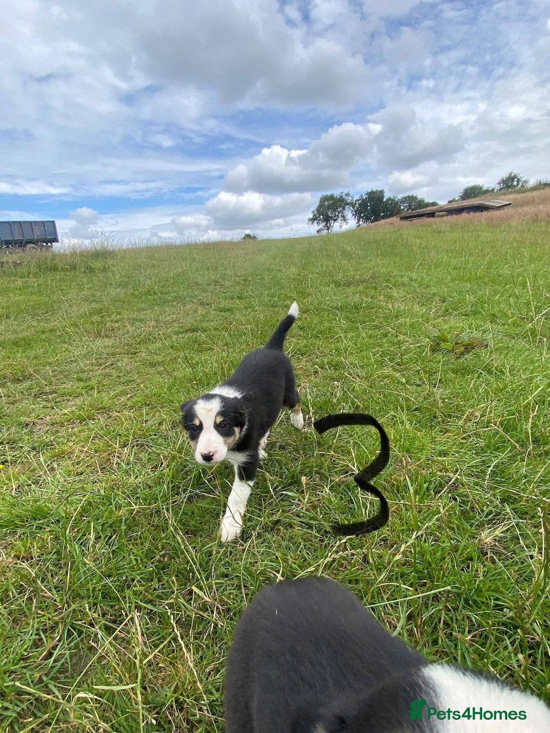 Border Collie dogs for sale: Four Female Border Collie Puppies  - Image 6
