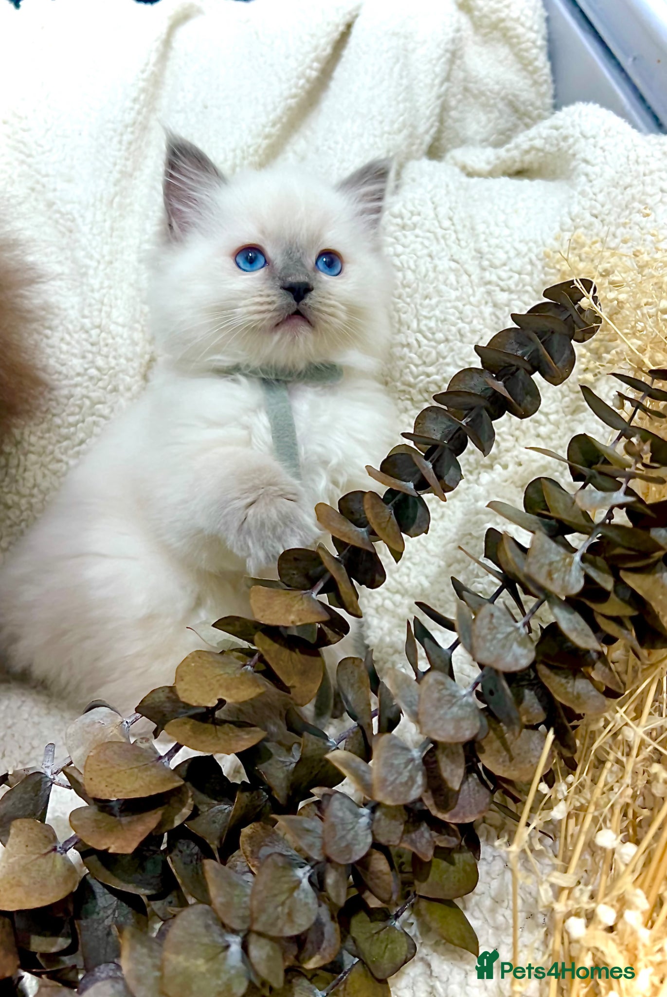 Ragdoll cats Ragdolls - Advert 13