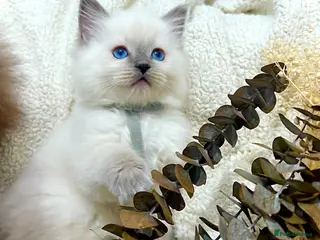 Ragdoll cats Ragdolls - Advert 13