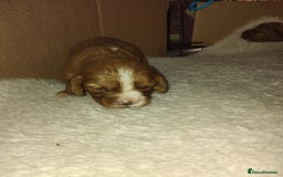 Cockalier dogs for sale: Cockerliers  f1 health tested parents - Image 15