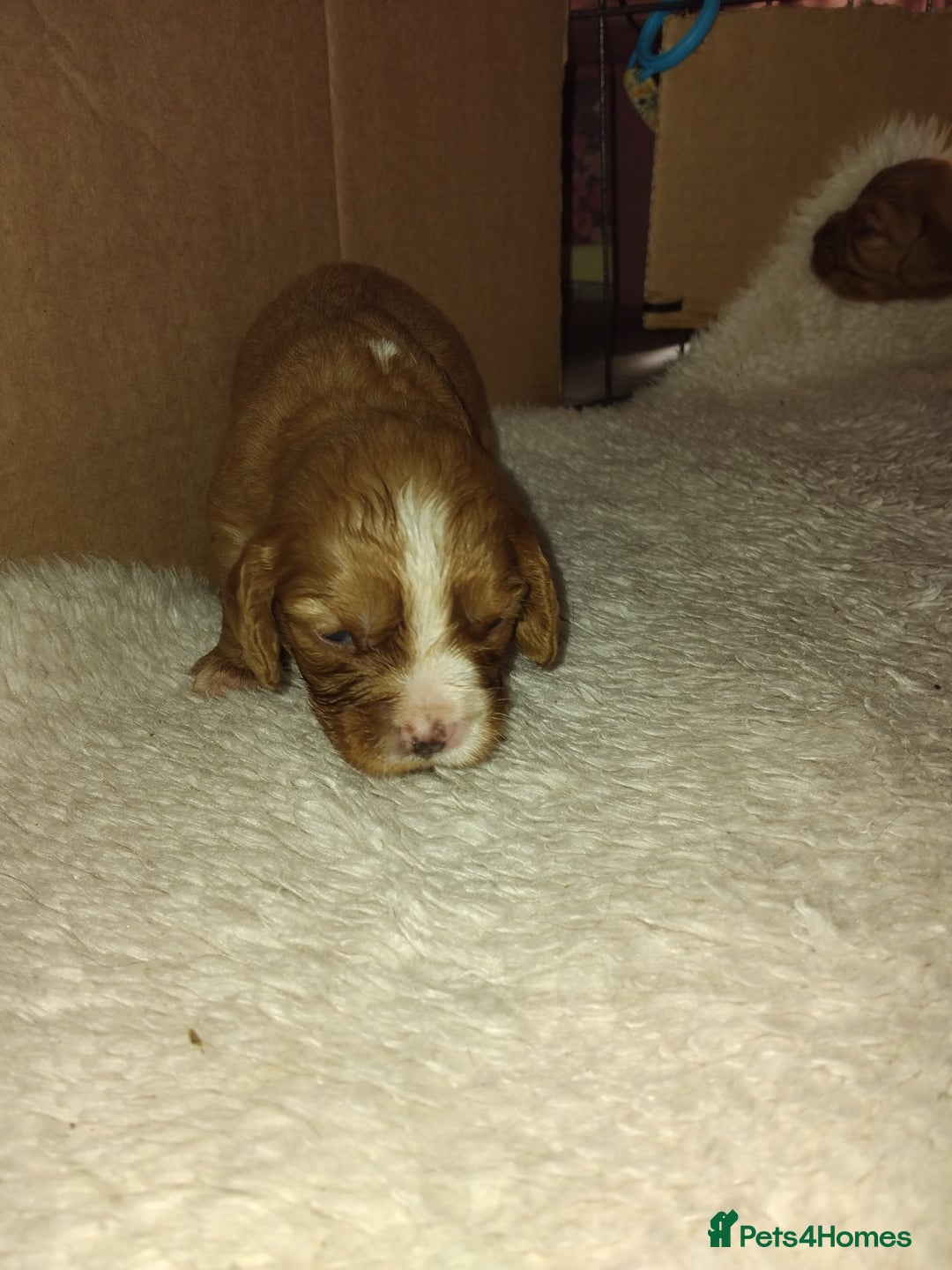 Cockalier dogs for sale: Cockerliers  f1 health tested parents - Image 15