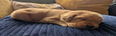 Labrador Retriever 3