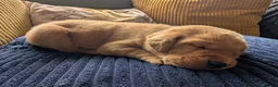 Labrador Retriever dogs for sale: Red fox Labrador puppies 4 male 3 female  - Advert 7