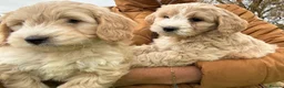 Cockapoo dogs for sale: F1 Cockapoo in Auchterarder - Advert 9
