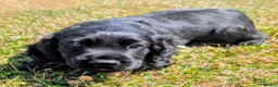 Cocker Spaniel dogs for sale: Ready now, black male pedigree cocker spaniel pup - Advert 10