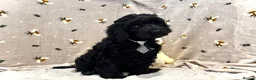 Cockapoo dogs for sale: 🏆CHAMPION LINES🌟 SHOWTYPE Miniature F1 Cockapoos - Advert 8