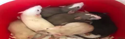 Rat rodents for sale: Baby dumbo rats - Advert 3