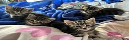 Mixed Breed cats for sale: Adorable Tabby Kittens – Home Raised & Cuddly - Advert 18