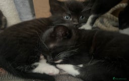 Mixed Breed cats for sale: 3 friendly kittens for sale - Image 12