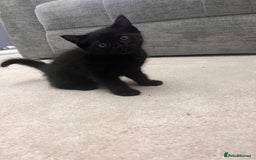 Mixed Breed cats for sale: White kitten friendly  - Image 10