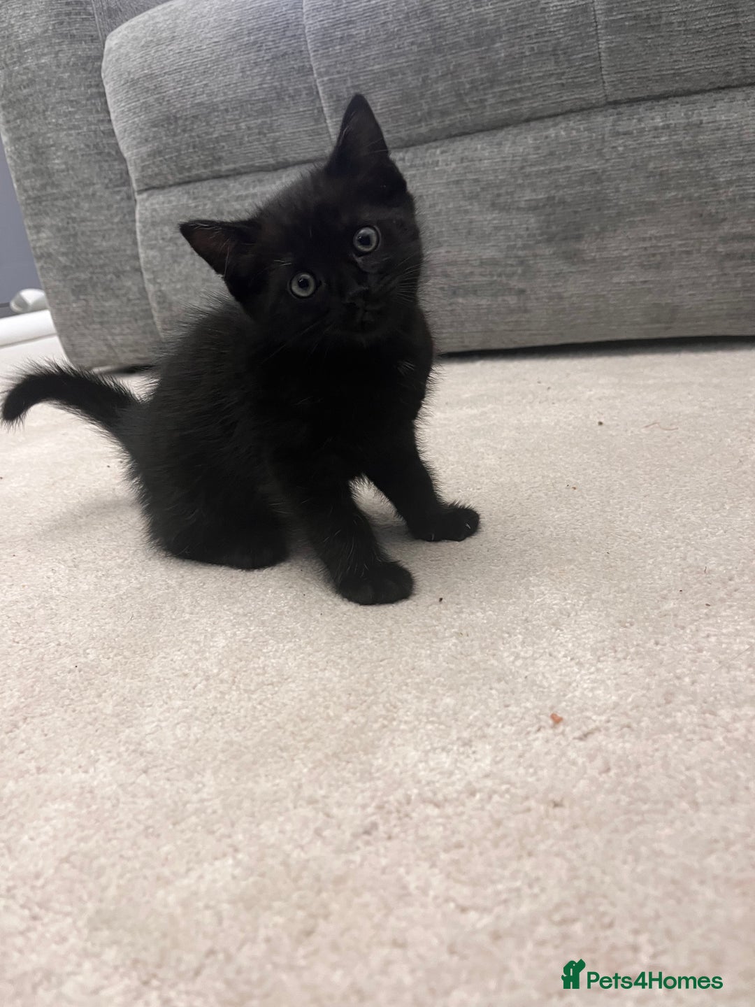 Mixed Breed cats for sale: White kitten friendly  - Image 10