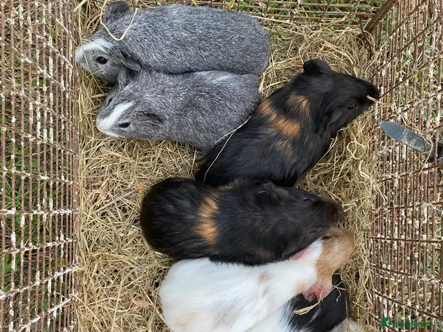 Guinea Pig rodents for sale: 7 male Guinea pigs - Advert 2