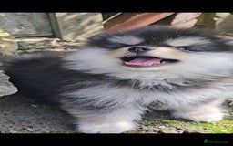 Pomsky dogs for sale: Pomsky puppies very small toy size F3  - Image 28
