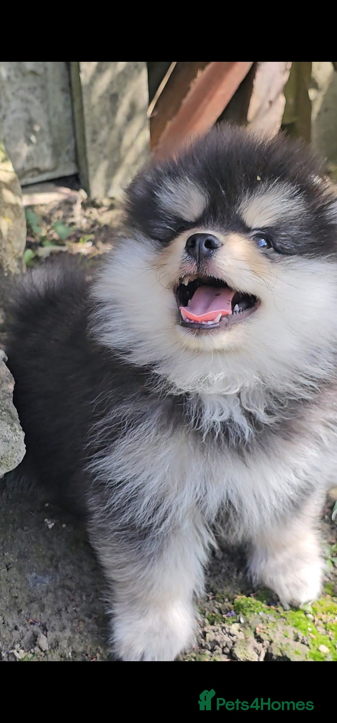 Pomsky dogs for sale: Pomsky puppies very small toy size F3  - Image 28