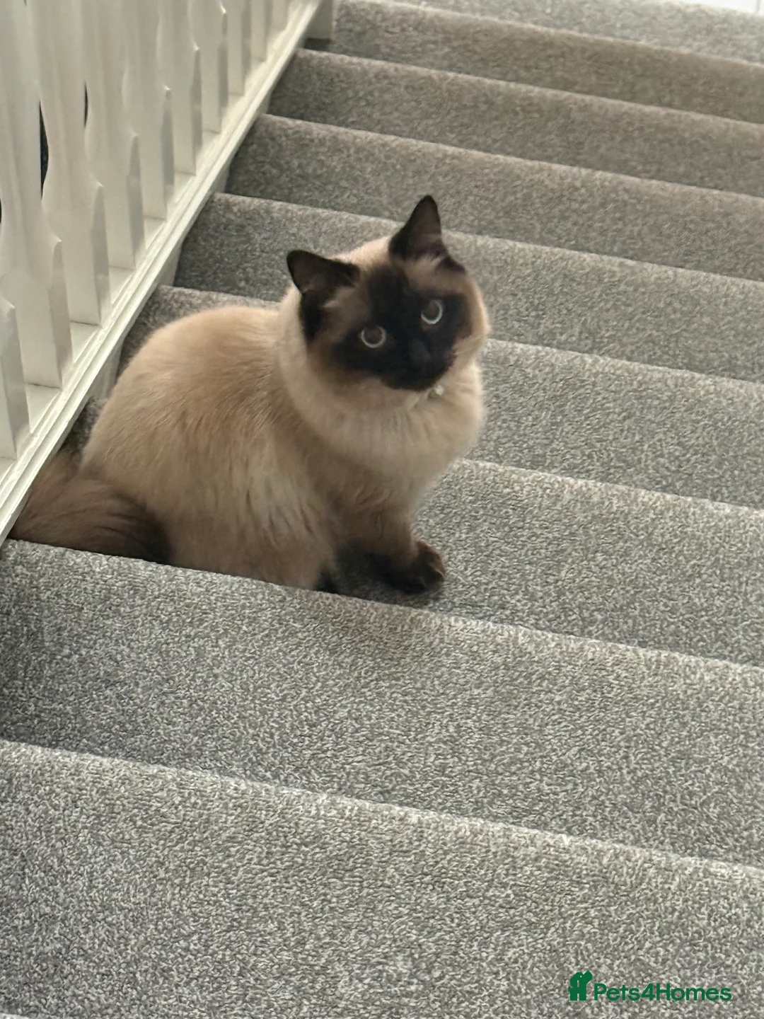 Ragdoll cats for sale: Beautiful Ragdoll  - Advert 6