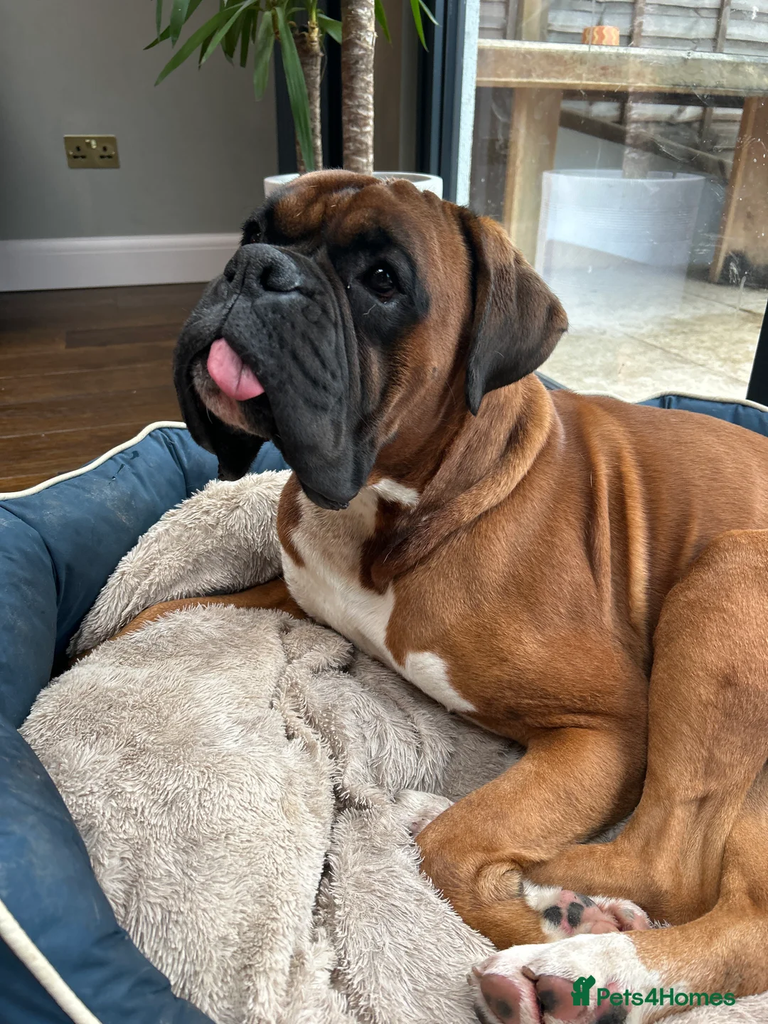 Boxer dogs for stud: Boxer boy for stud  - Advert 2