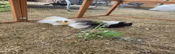 Guinea Pig rodents for sale: Two boy guinea pigs beautiful  - Advert 3