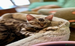 Bengal cats for sale: Beautiful Bengal Kittens Ready for Forever Homes - Image 38