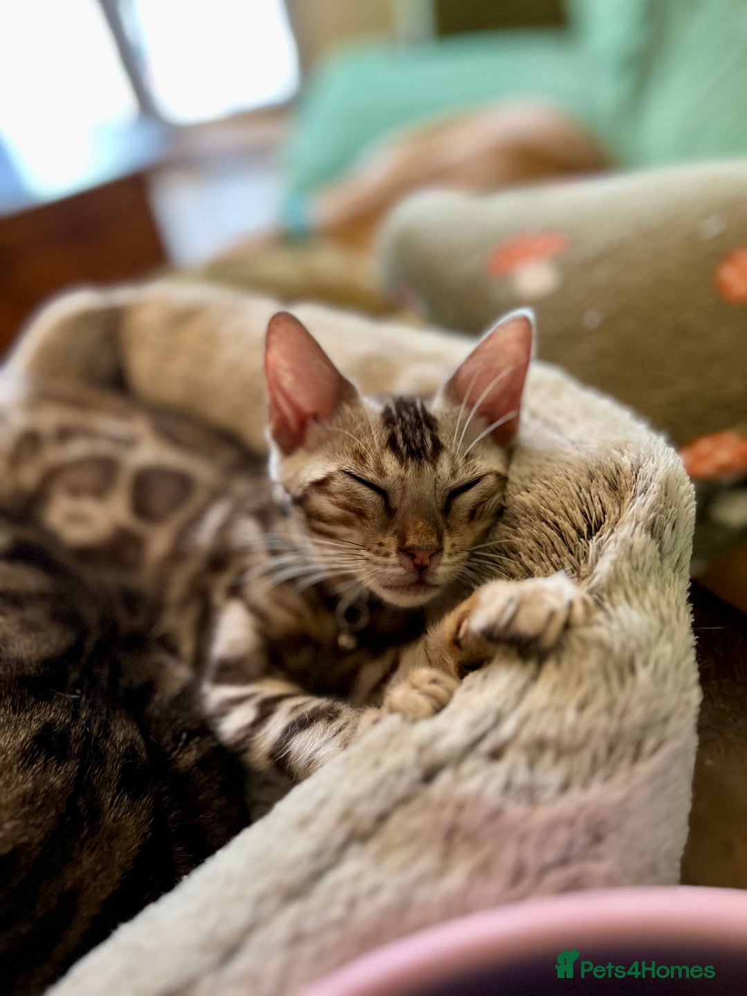 Bengal cats for sale: Beautiful Bengal Kittens Ready for Forever Homes - Image 38