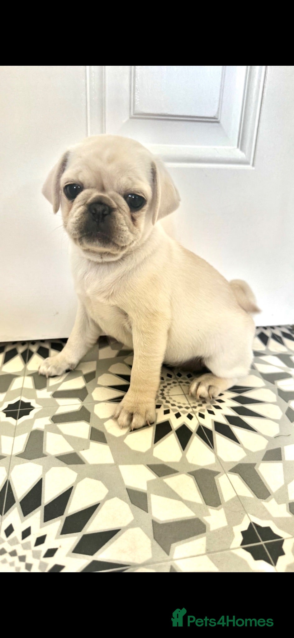 Pug dogs READY TO GO - WHITE x 3 BLACK x 1 PUG PUPPIES - Advert 7