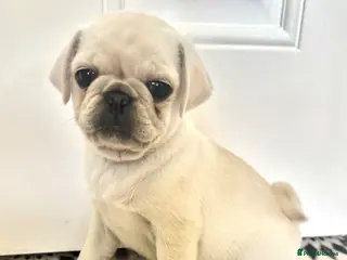 Pug dogs READY TO GO - WHITE x 3 BLACK x 1 PUG PUPPIES - Advert 7