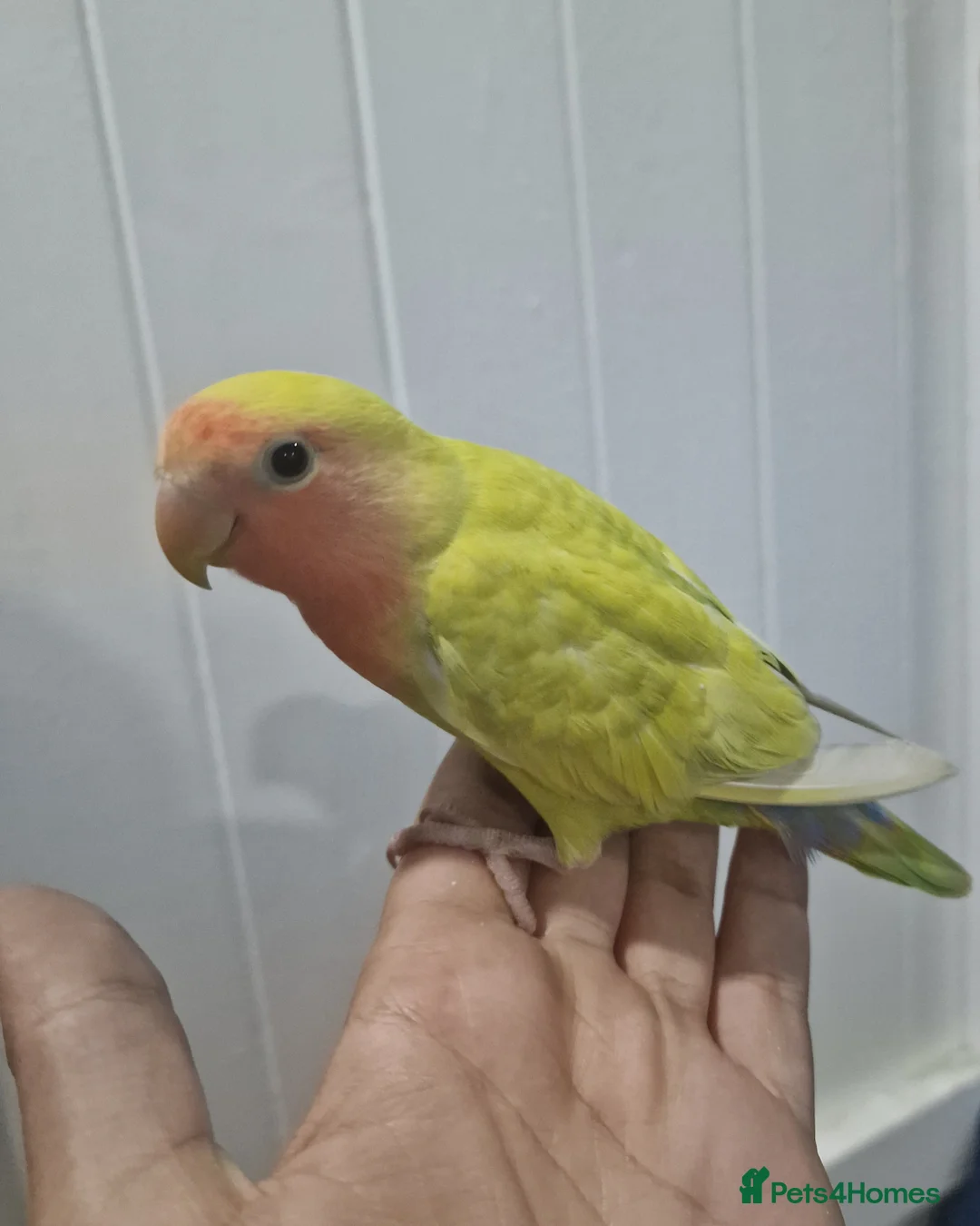 Budgerigars birds for sale: Baby Lovebird For Sale! - Advert 6