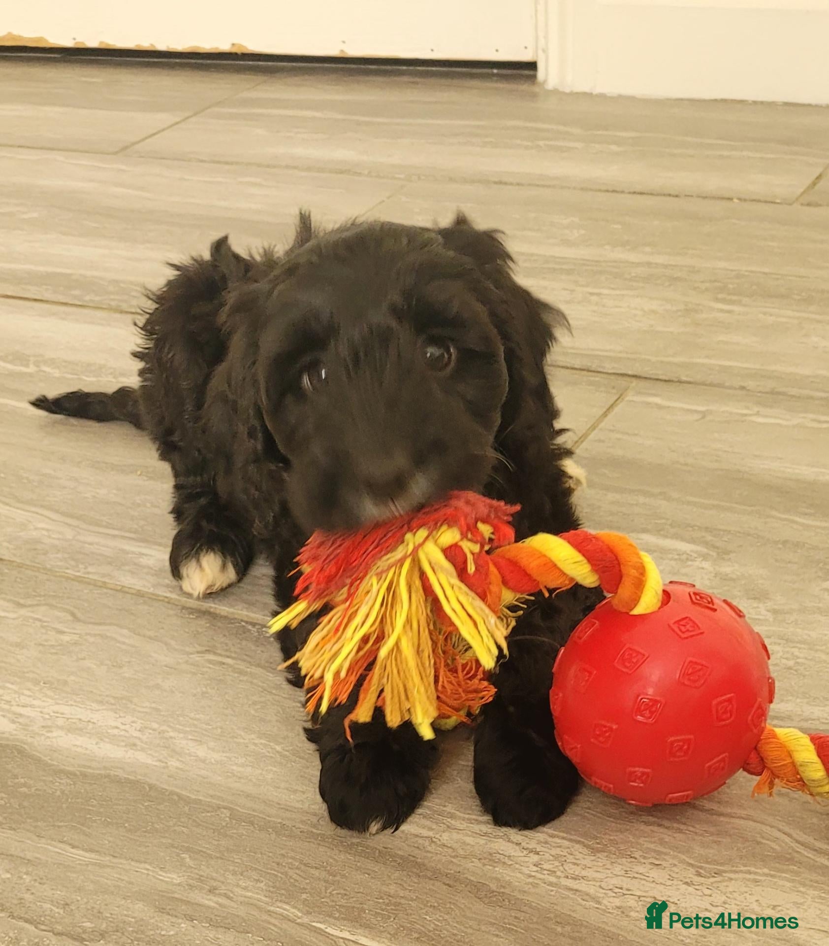 Cockapoo dogs F1 Cockapoo puppies PRA CLEAR Red - Advert 2