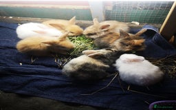 English rabbits for sale: Beutiful baby rabbits  - Image 1