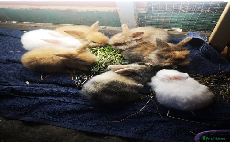 English rabbits - Advert 1