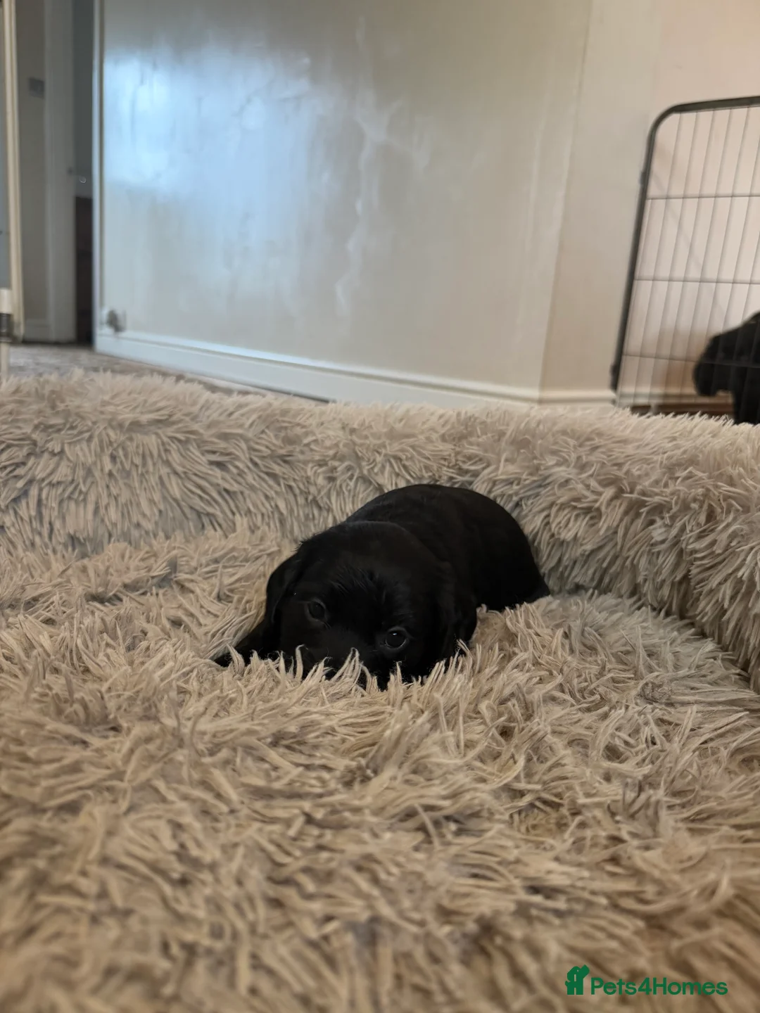 Cocker Spaniel dogs for sale: Working cocker spaniel pups  - Advert 11