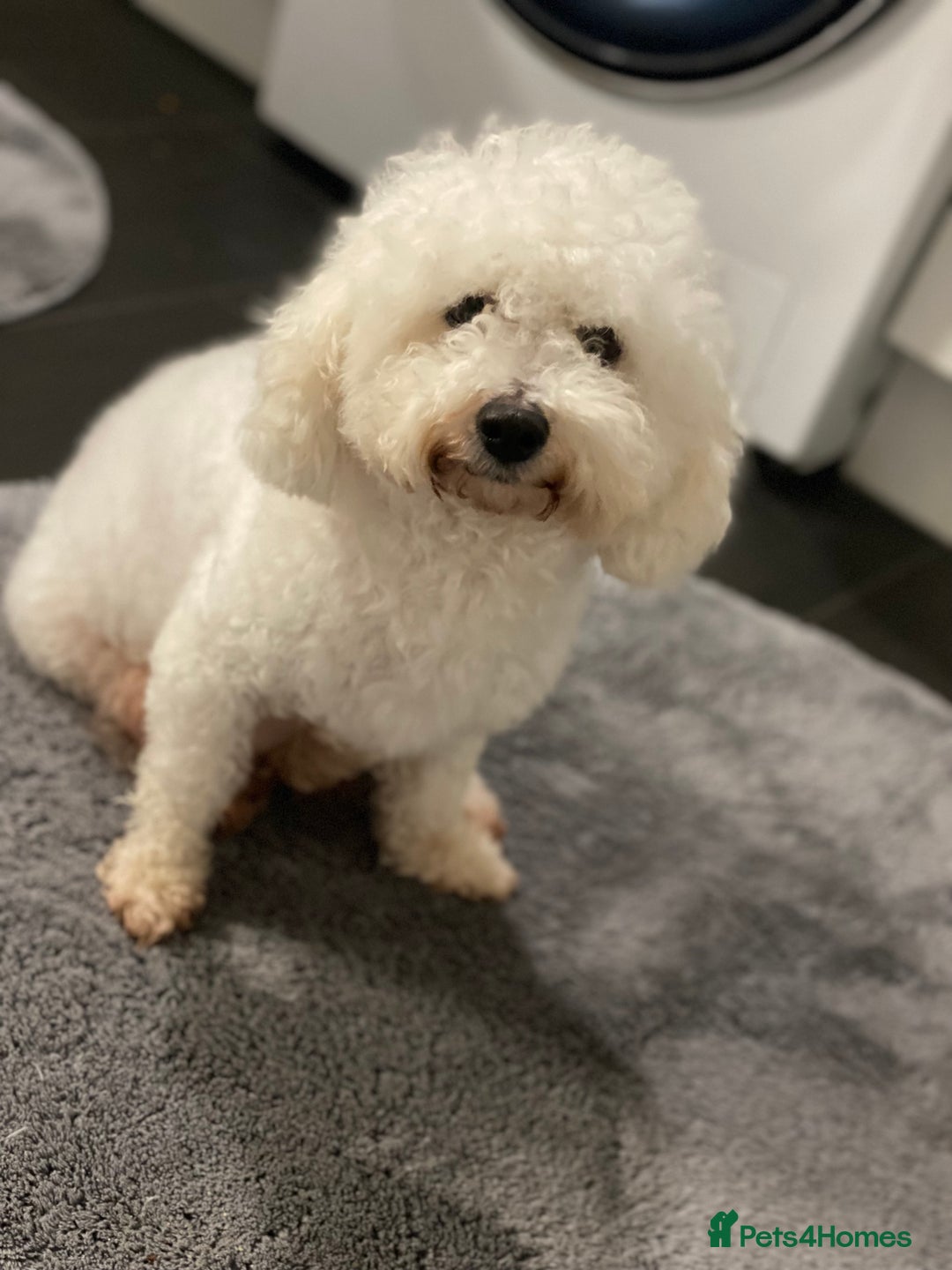 Bichon Frise dogs for sale: Beautiful Bichon frise puppies - Advert 1