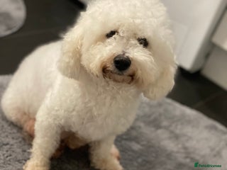 Bichon Frise dogs Beautiful Bichon frise puppies - Advert 1