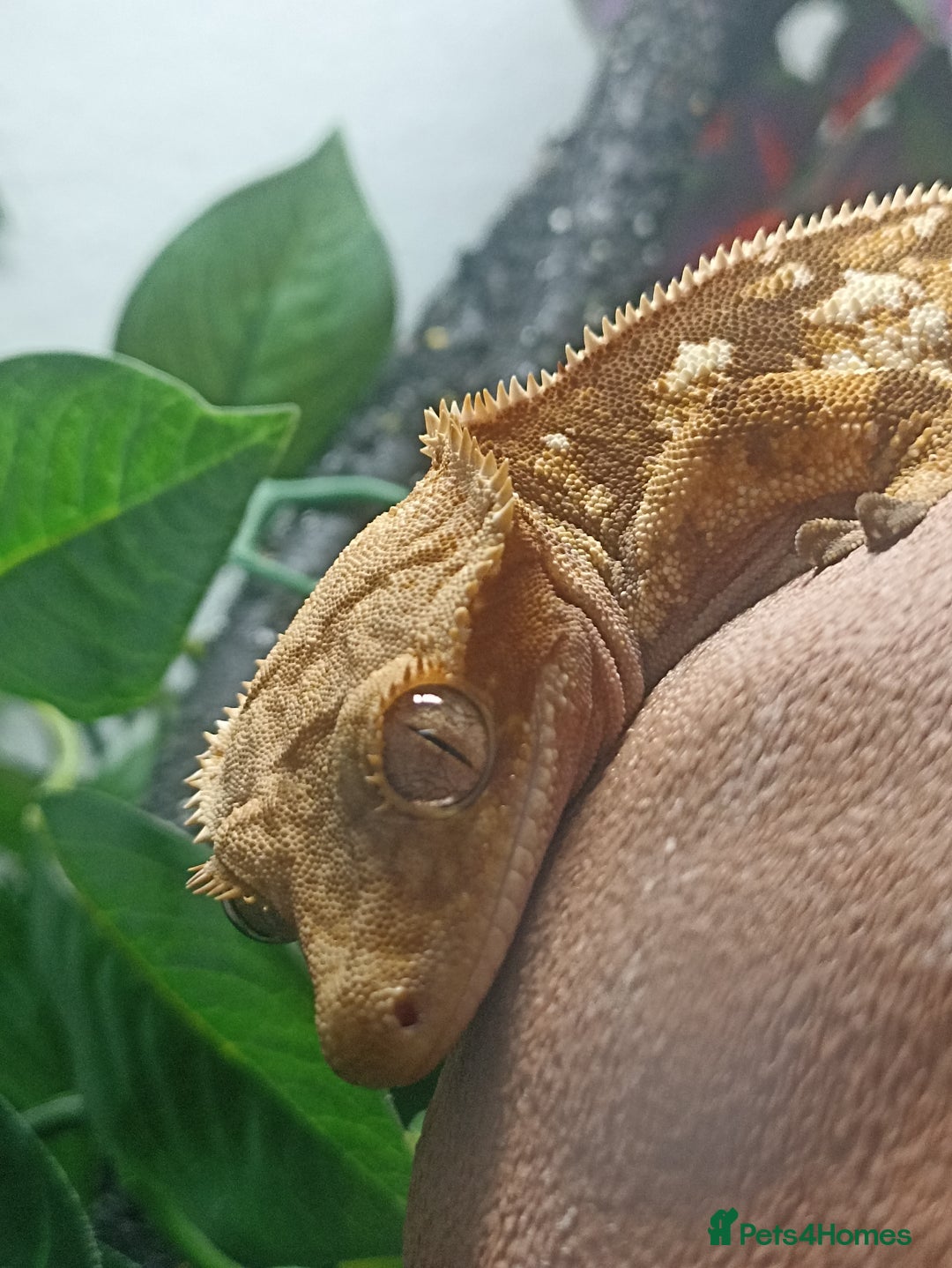 Gecko reptiles for sale: Part pinstripe harlequin female with full setup - Image 3