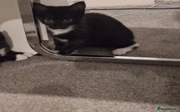 Domestic Shorthair cats for sale: Super affectionate male kitten  - Image 2