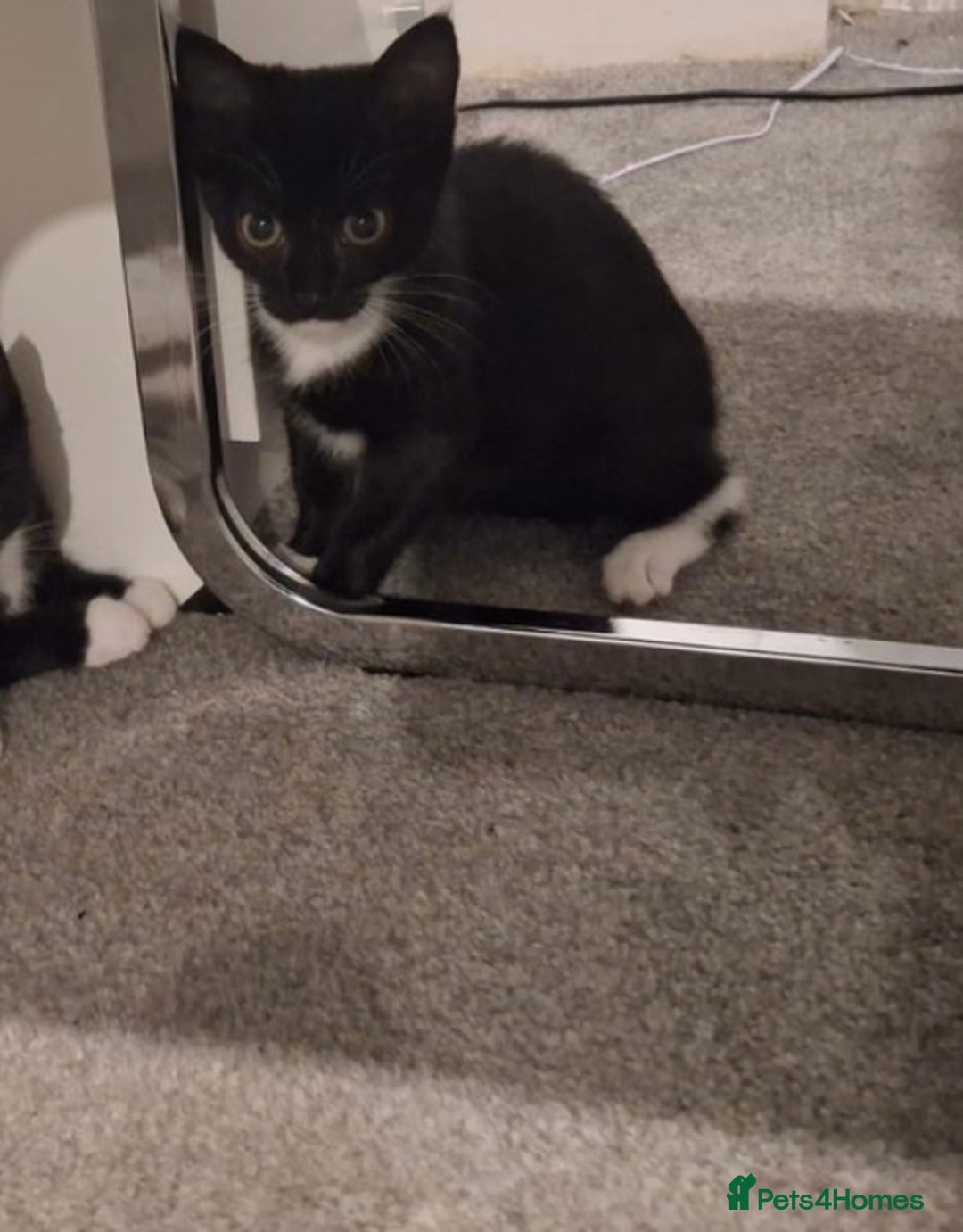 Domestic Shorthair cats for sale: Super affectionate male kitten  - Image 2