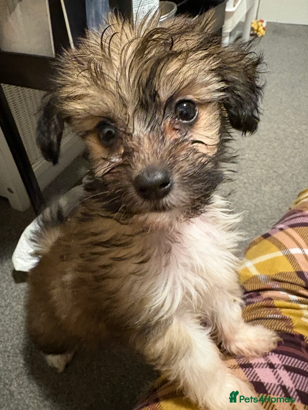 Chinese Crested dogs for sale: Stunning Chinese Cresteds - Advert 10