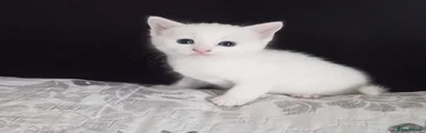 Kitten 1 - White Siberian/Van