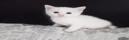 Siberian cats for sale: 4 kittens for sale - Advert 37
