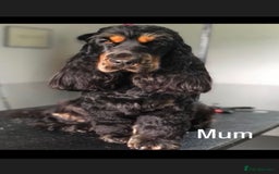 Cocker Spaniel dogs for sale: KC RIZI-BIZI show type European show champ lines - Image 12