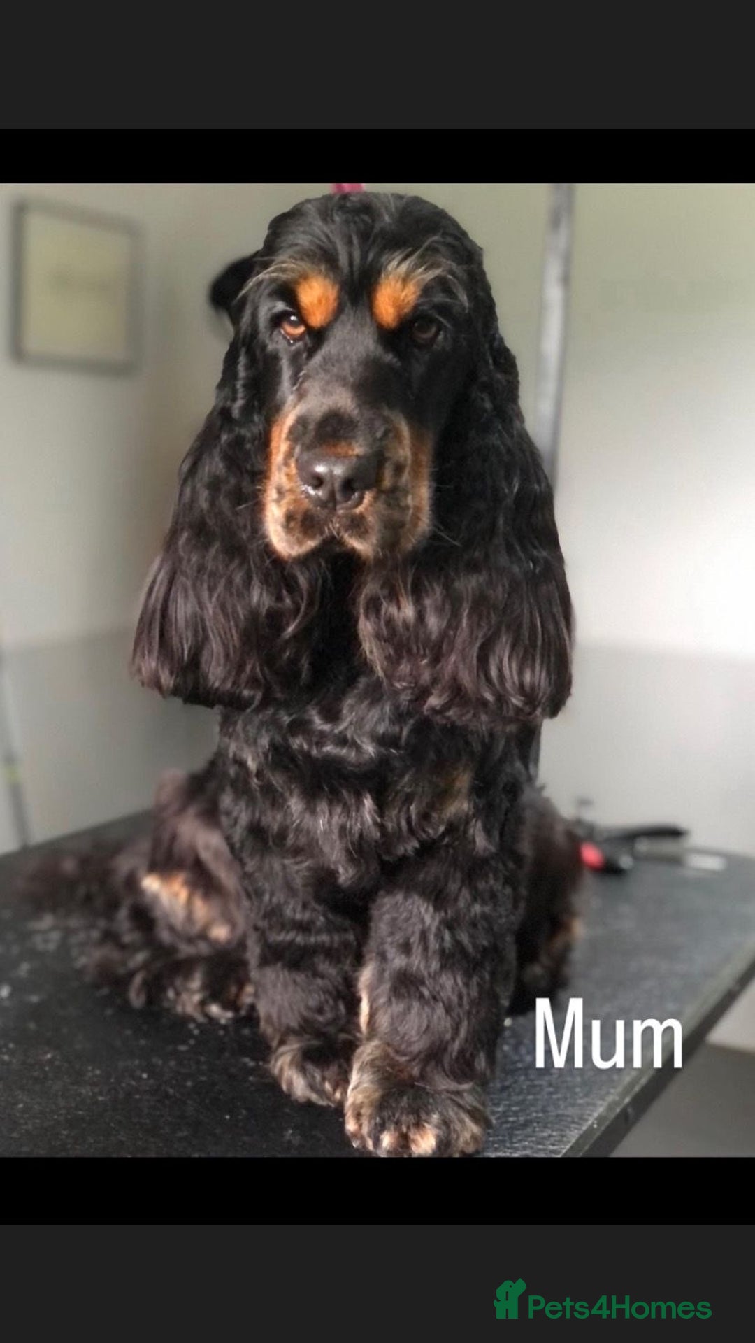 Cocker Spaniel dogs for sale: KC RIZI-BIZI show type European show champ lines - Image 12