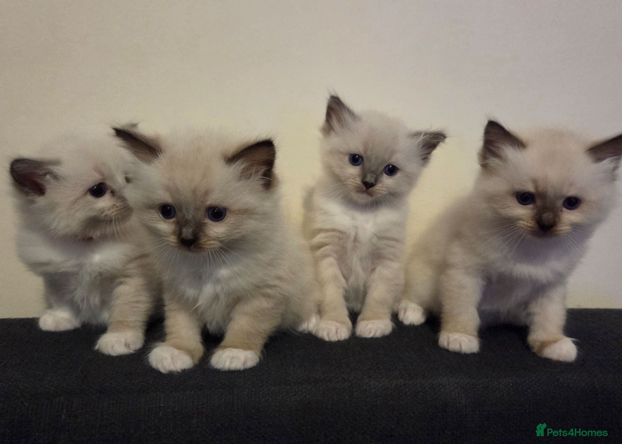 Ragdoll cats Pure Ragdoll Kittens  - Advert 18