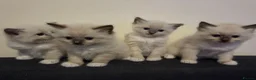 Ragdoll cats for sale: Pure Ragdoll Kittens  - Advert 1