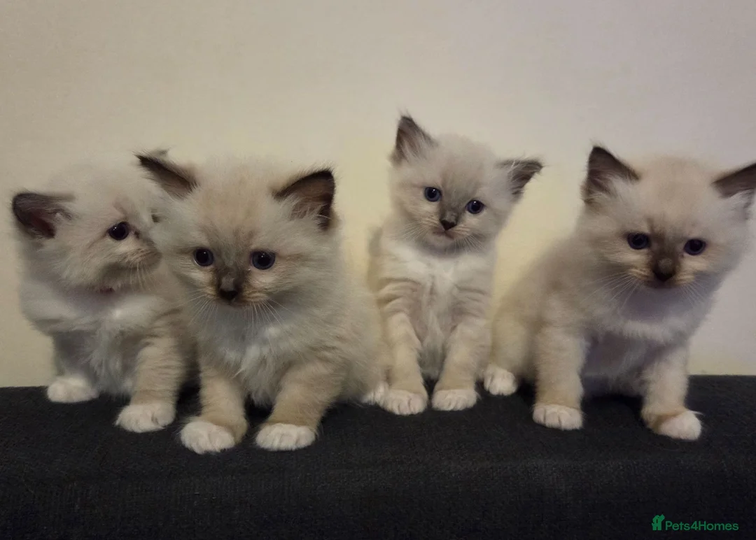 Ragdoll cats for sale: Pure Ragdoll Kittens  - Advert 1