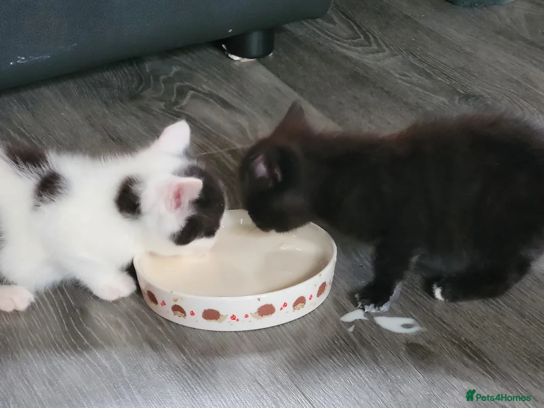 Mixed Breed cats for sale: Beautiful remaining kitten - Advert 2
