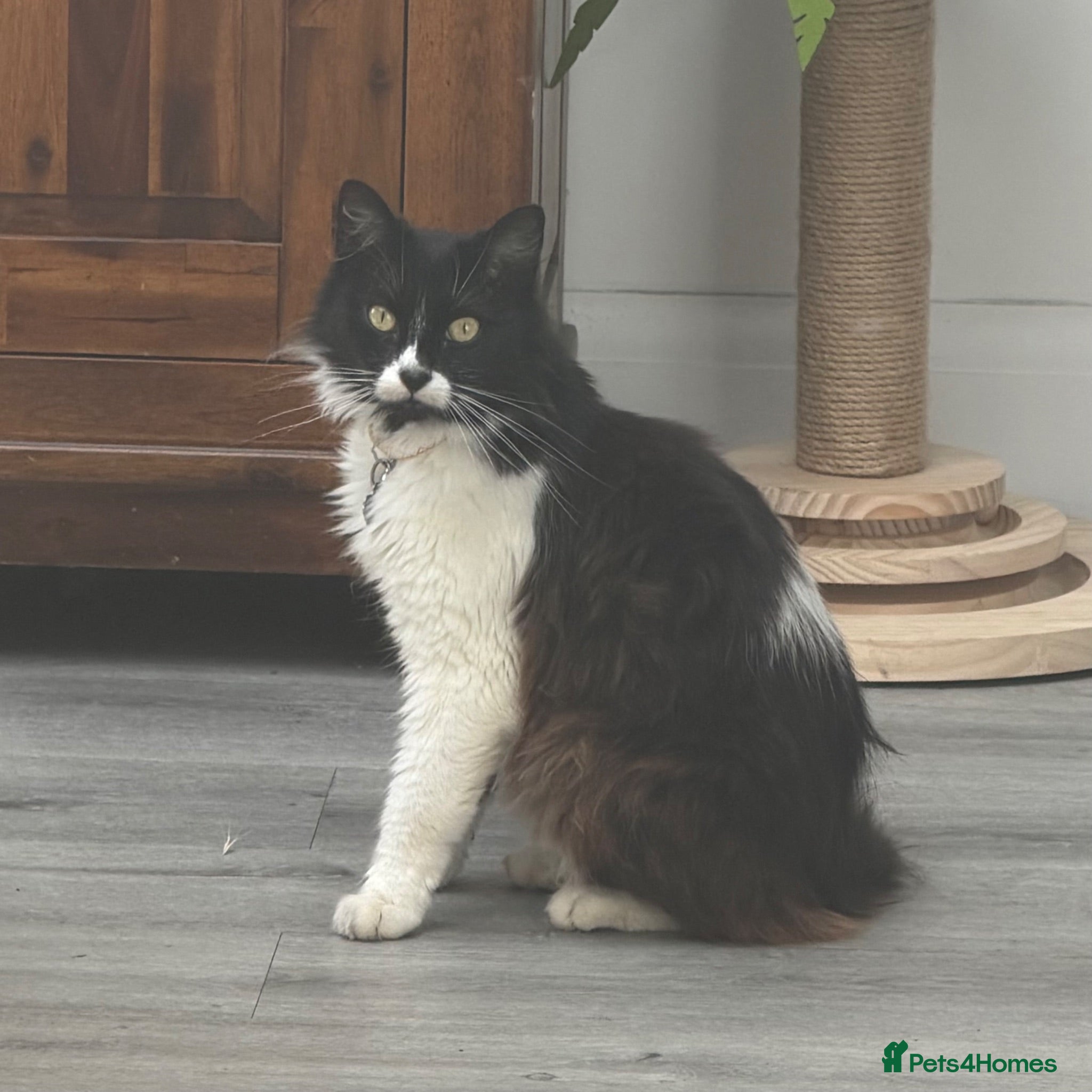 Mixed Breed cats Asta the Cat - Advert 1